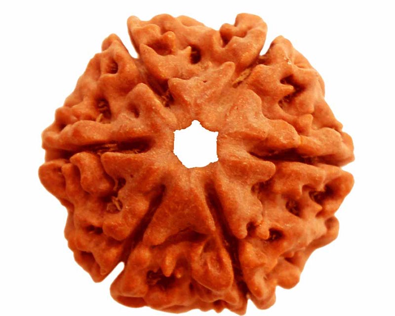 6 Mukhi Rudraksha